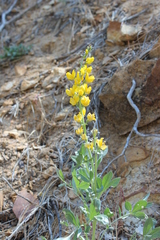 Thermopsis