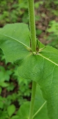 Triosteum perfoliatum