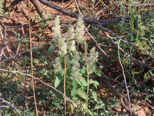Image of Nelsia quadrangula by no rights reserved