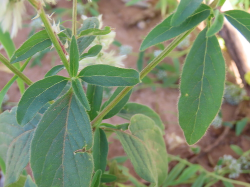 Image of Nelsia quadrangula by no rights reserved