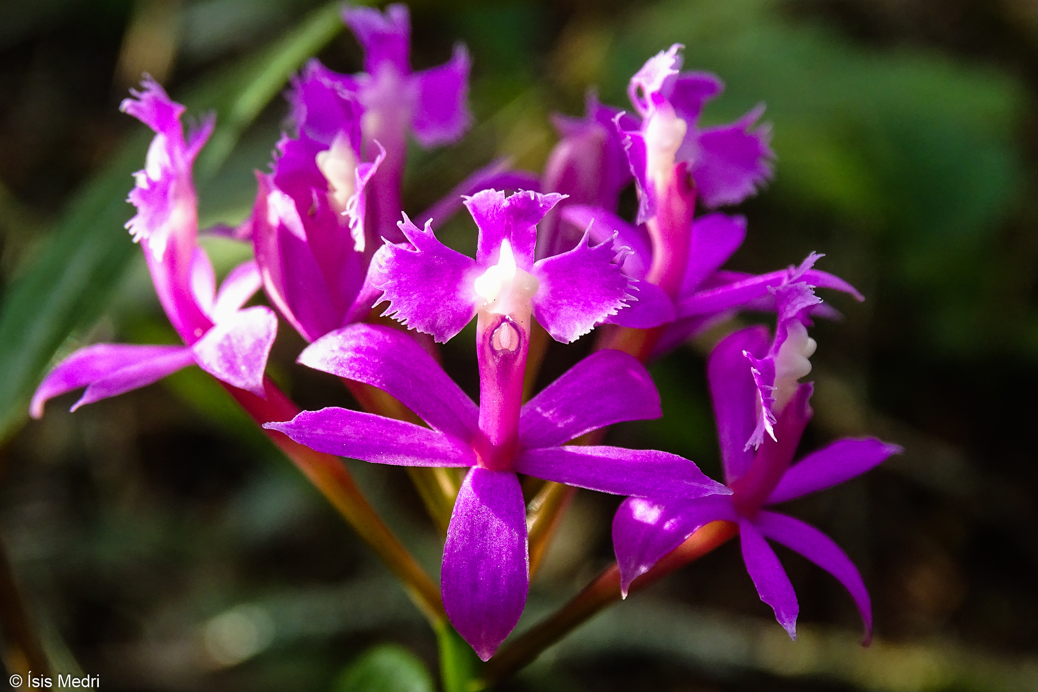 Epidendrum denticulatum
