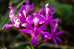 Epidendrum denticulatum