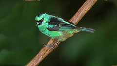 Tangara labradorides