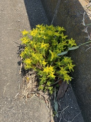Sedum bulbiferum