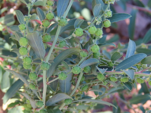 Image of Phyllanthus maderaspatensis by no rights reserved