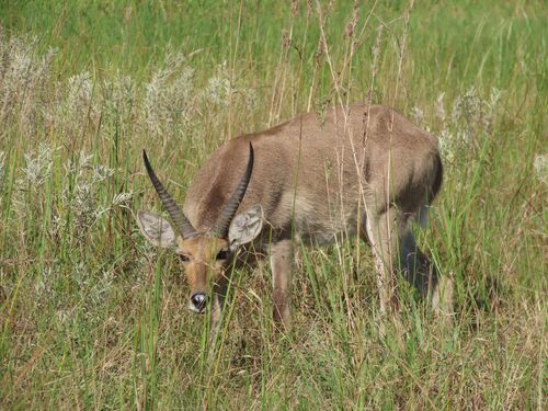 Southern Reedbuck (Redunca arundinum)