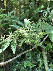 Sambucus sieboldiana pinnatisecta