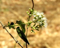 Koanophyllon albicaule