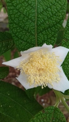 Campomanesia guazumifolia