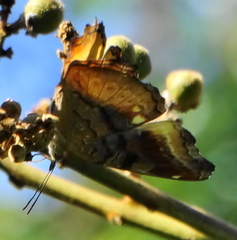 Eurytela dryope angulata