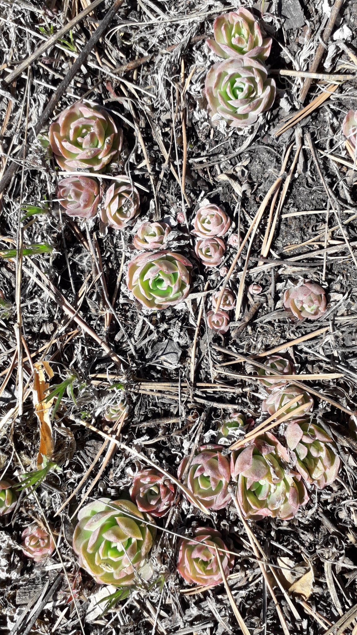 Imagem de Orostachys malacophylla não possui um nome popular amplamente reconhecido no Brasil
