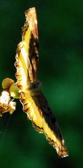 Eurytela dryope angulata