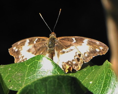 Cymothoe alcimeda trimeni