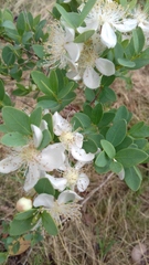 Campomanesia adamantium