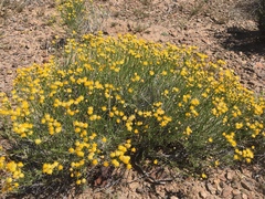 Acamptopappus sphaerocephalus