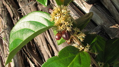 Piparea multiflora