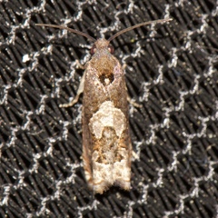 Epiblema otiosana