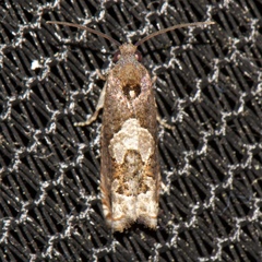 Epiblema otiosana