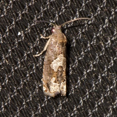 Epiblema otiosana