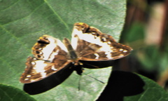 Cymothoe alcimeda trimeni