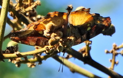 Eurytela dryope angulata