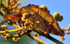 Eurytela dryope angulata