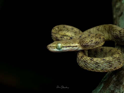 Yellow-green Cat Snake