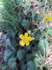 Ranunculus occidentalis occidentalis