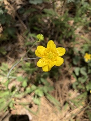 Ranunculus occidentalis occidentalis