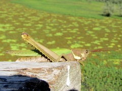 Coryacris angustipennis