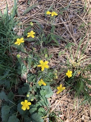 Ranunculus occidentalis occidentalis
