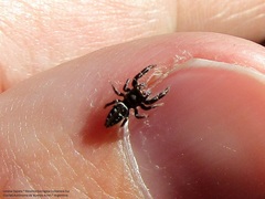 Dendryphantes mordax