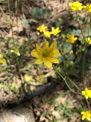 Ranunculus occidentalis occidentalis
