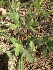 Ranunculus occidentalis occidentalis