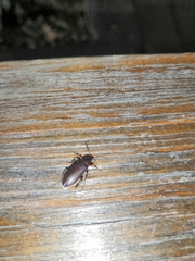 Tenebrionidae