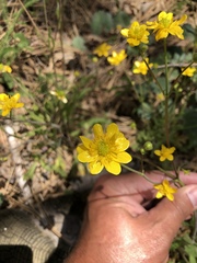 Ranunculus occidentalis occidentalis