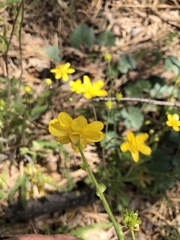 Ranunculus occidentalis occidentalis
