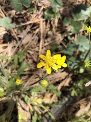 Ranunculus occidentalis occidentalis