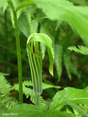 Arisaema stewardsonii