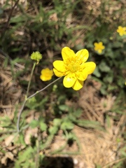 Ranunculus occidentalis occidentalis