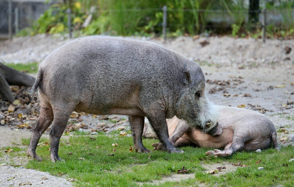 Western Bearded Pig (12th 猪年大吉) · iNaturalist