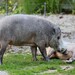 Western Bearded Pig - Photo (c) Rufus46, some rights reserved (CC BY-SA)