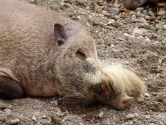 Bearded Pig photo 2