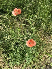 Papaver dubium
