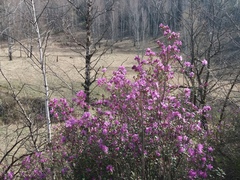 Rhododendron ledebourii