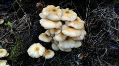 Armillaria limonea