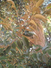 Castanopsis cuspidata