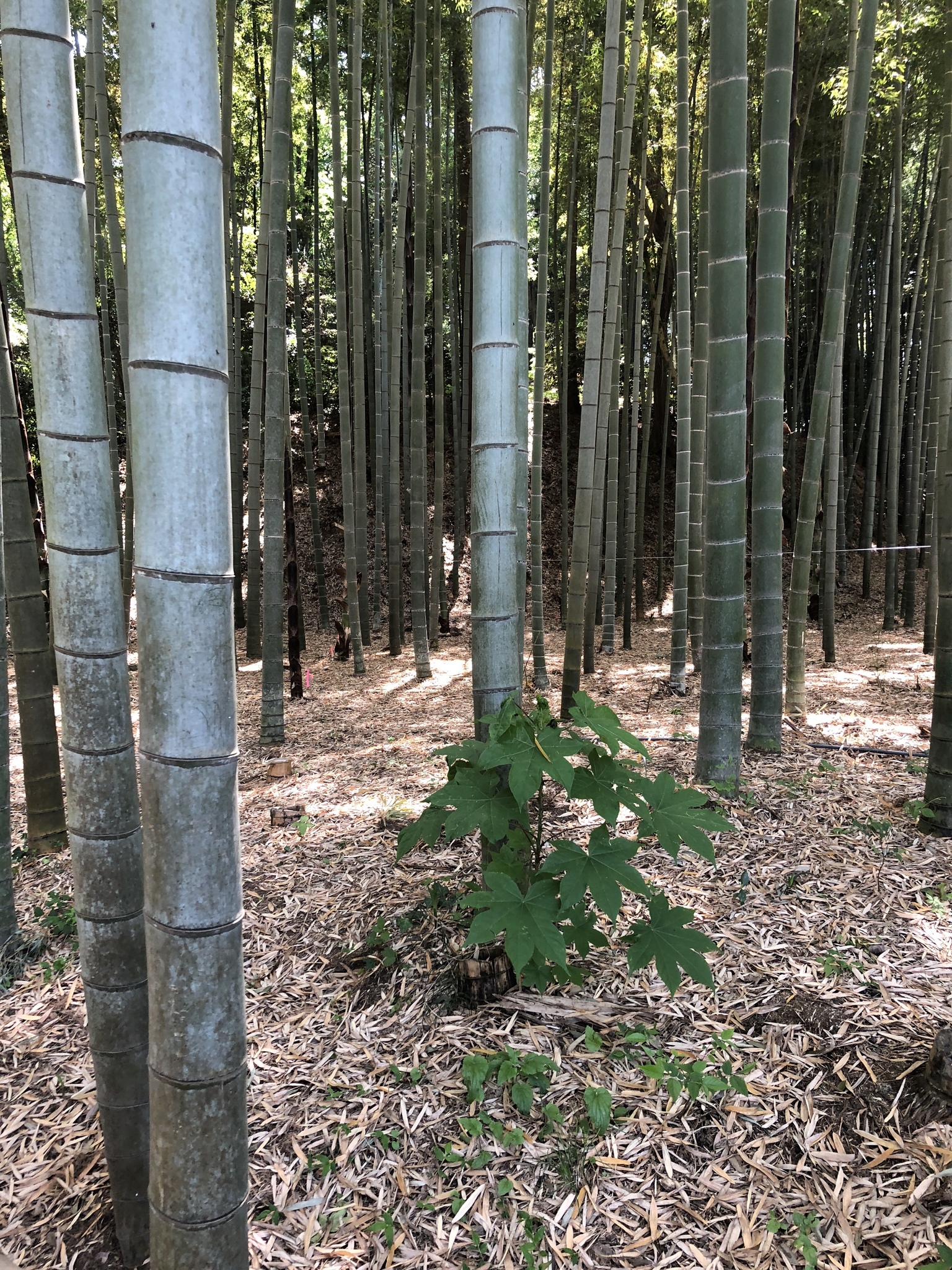 Bamboo  The Wood Database (Monocot)