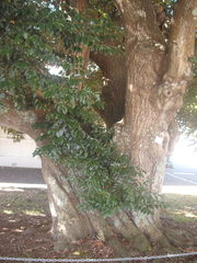 Castanopsis cuspidata