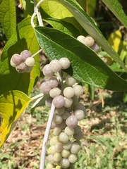 Buddleja madagascariensis